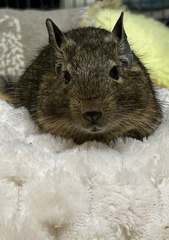 自由帳