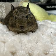 うめぴさんのアイコン画像