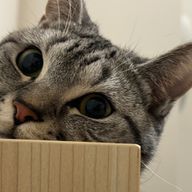 四季さんのアイコン画像