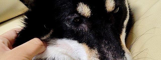 らら🖤🪽さんの壁紙画像