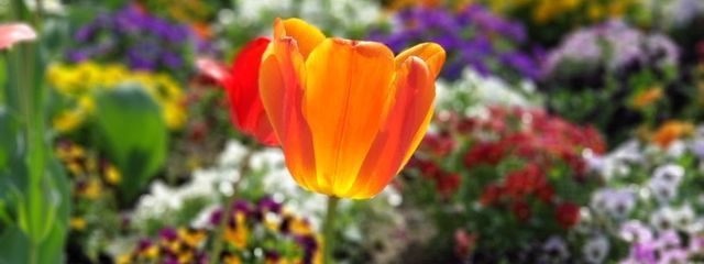 rinneさんの壁紙画像