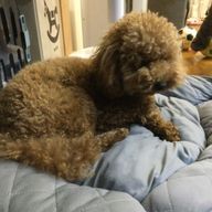 コットンさんのアイコン画像