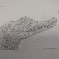 Crocodile さんのアイコン画像
