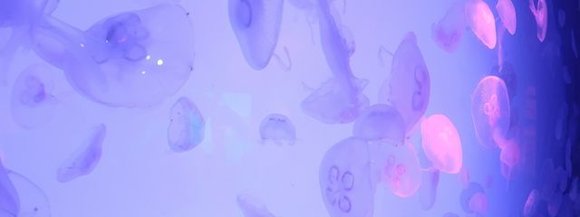 雪凪 🌸💫🫧‪さんの壁紙画像