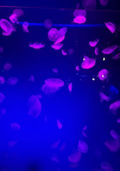 可愛いあの子を追いかけたいんです。