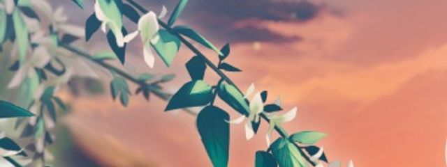 ゆずちゃさんの壁紙画像