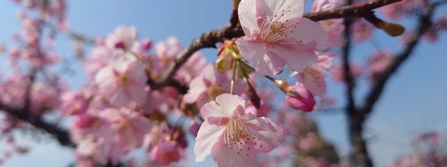 筆箱教室さんの壁紙画像