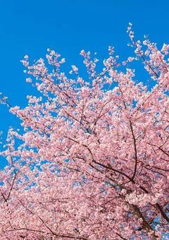 君と綴る365日～相棒との最後の一年～【全20話完結】