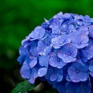 紫陽花@スランプ中さんのアイコン画像