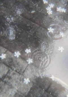 恋を知らないキューピット