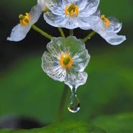 MIRINさんのアイコン画像