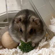 ミニほか✴︎さんのアイコン画像