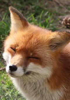 キツネさん愛され短編集