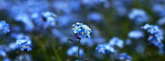🌸 咲桜 🎧    【活動休止中】さんの壁紙画像