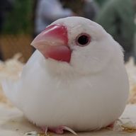 名無鳥さんのアイコン画像