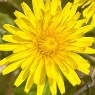 大丸太さんのアイコン画像