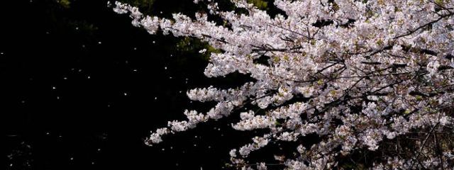 月美さんの壁紙画像