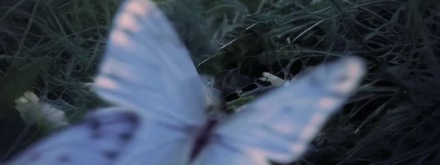 YOLANDAさんの壁紙画像