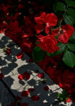 枯れた花を抱きしめて