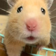 はるちゃo@⛄️💙ISFP💚🐯🇯🇵さんのアイコン画像