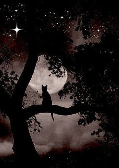 武装探偵社、2人目の名探偵は猫です。