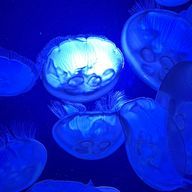 つーちゃんさんのアイコン画像