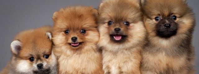 なーんさんの壁紙画像