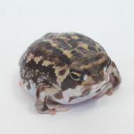 なーんさんのアイコン画像