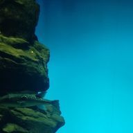 ❄スノア*･ﾟ　.ﾟ･*.さんのアイコン画像