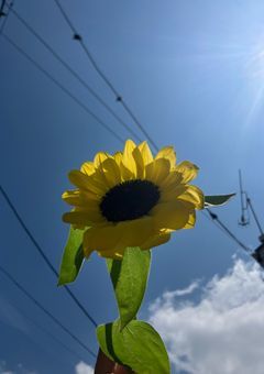 夏空と秘密の距離