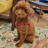 スノさんのアイコン画像