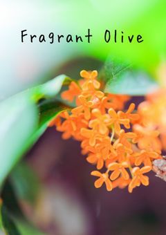 【🆑6月】Fragrant Olive
