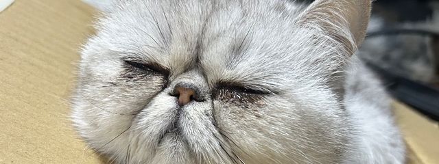 呪術廻戦好きさんの壁紙画像