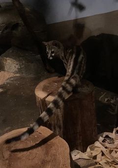 ✧ P準備中…… ✧