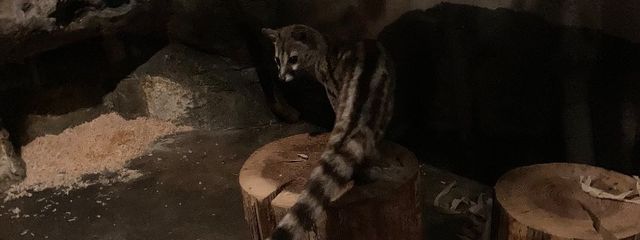 蜜雛 すゞめさんの壁紙画像