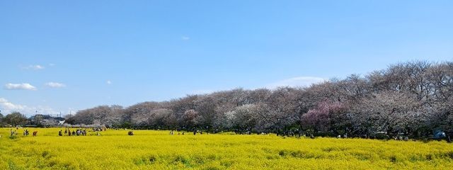 エナガ#箱よりのめめこじ担@🐶🐾👒さんの壁紙画像