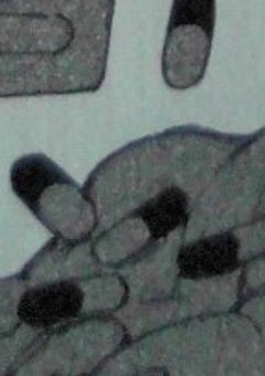     お く す り の ん で ね よ う ．♪