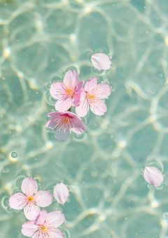 私の水桜の立場と、わたしの青春