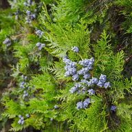 美衣🫧さんのアイコン画像