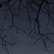 随意領域さんのアイコン画像