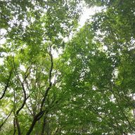 華良音(かろん)さんのアイコン画像