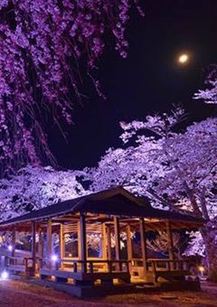 桜が綺麗だったあの場所は私にとって最悪の思い出