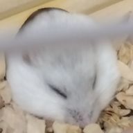 ちょこちっぷ🍪🍩🍨さんのアイコン画像
