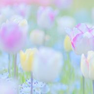 そら🌷☁️💎　無期限活動休止さんのアイコン画像