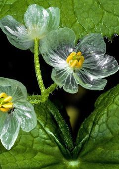 【魂募集】お花買取募集先