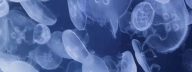 天音さんの壁紙画像