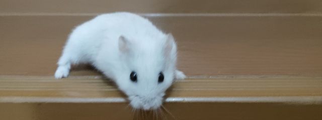 上野凪(うえのなぎ)＠前頭葉の働き低下により更新ほぼ提出さんの壁紙画像