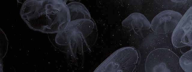 あんでよさんの壁紙画像