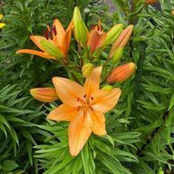 　さんのアイコン画像