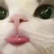 Nacoさんのアイコン画像